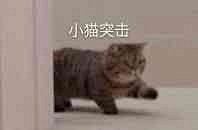 小猫突击沙雕表情包67676767