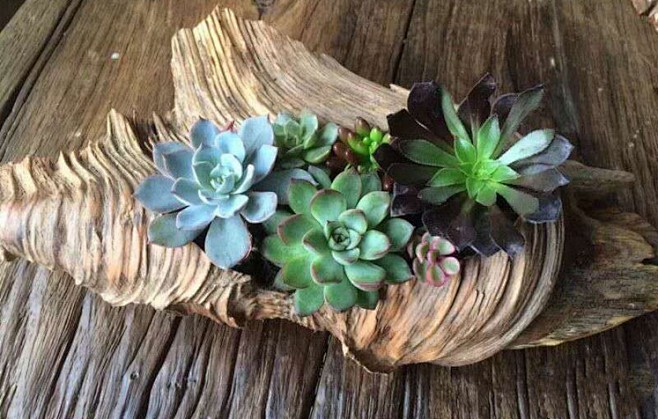 潘朵拉创意多肉植物树根木头花盆天然根雕防腐木质盆枯木根花盆淘宝网