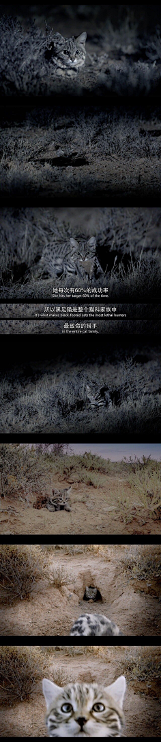 默北mo采集到定时吸猫~
