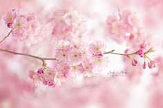 西兰花_开采集到【花开荼蘼】