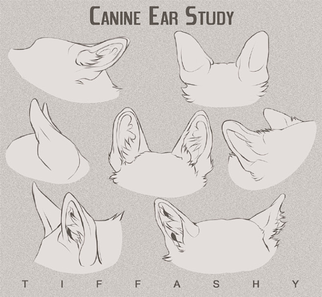 动物耳朵