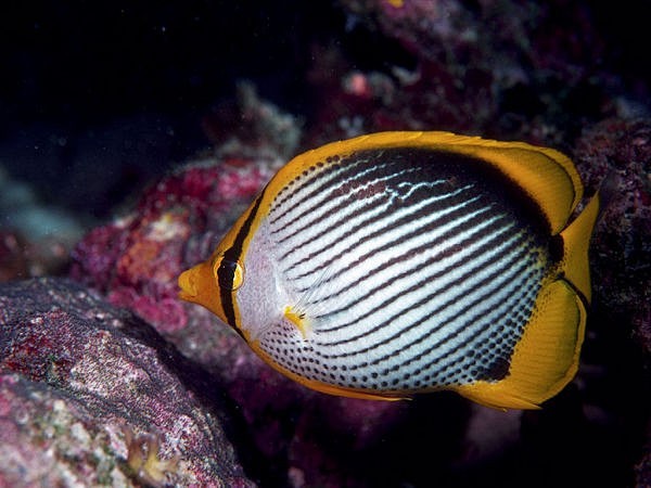 海底世界色彩斑斕的海洋生物