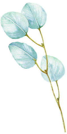 窑里陈采集到植物—素材