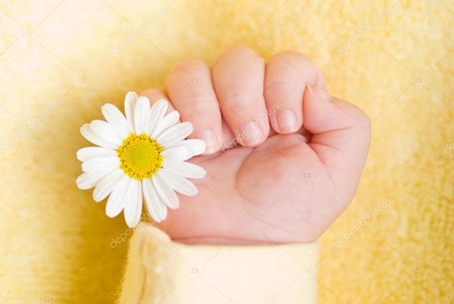 可爱的婴儿手与小白色雏菊