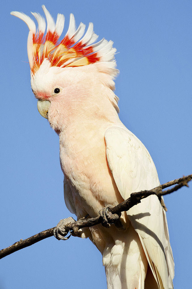 鹦形目·凤头鹦鹉科·彩冠凤头鹦鹉属:彩冠.