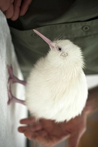 鹬鸵目鹬鸵科鹬鸵属白化几维鸟