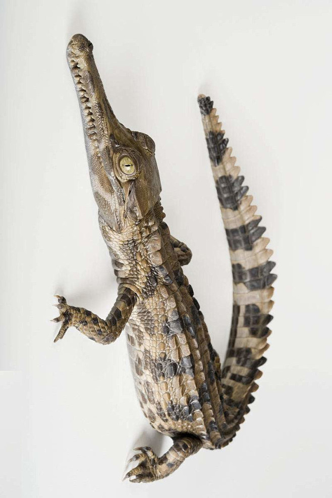 鳄目长吻鳄科马来鳄