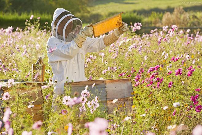 蜜蜂养殖场起名 养蜂家庭农场取名字