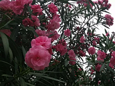 忘川漪涟采集到我拍摄的花花草草