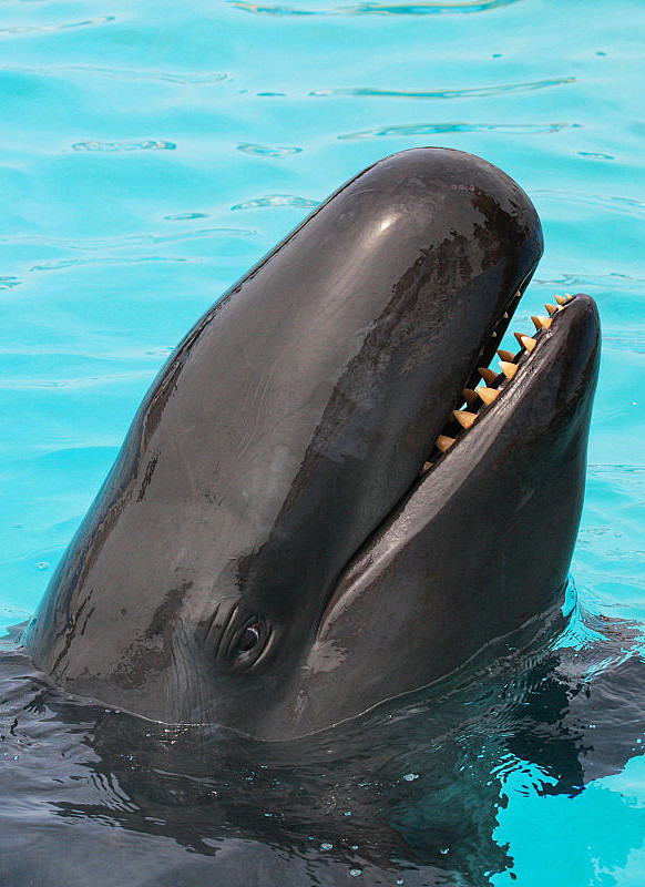 鲸目海豚科伪虎鲸属伪虎鲸