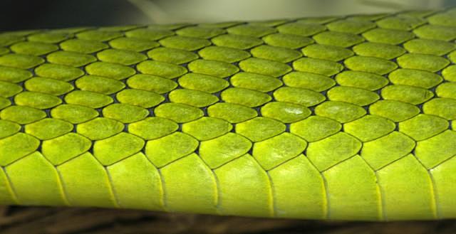 蛇鳞贴图集合素材