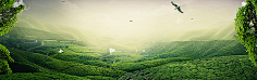 飞天胖虎采集到【海报banner】文艺/清新/简约