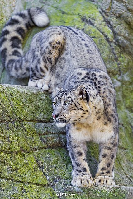 雪豹snowleopard这种生物光那条长尾巴就占走了一大波萌点灬02ω