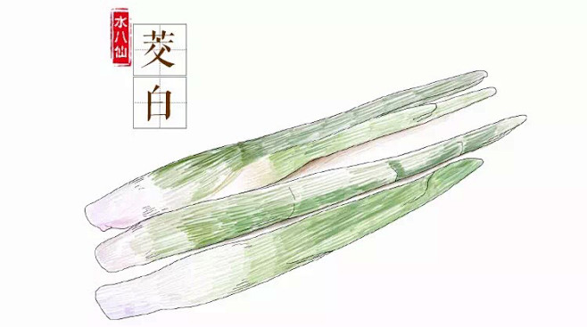 茭白手绘插图蔬菜食物中国风采集