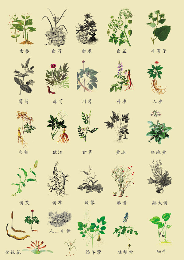 草药-花瓣网|陪你做生活的设计师【中国风 草药闲谈 作者希谷】