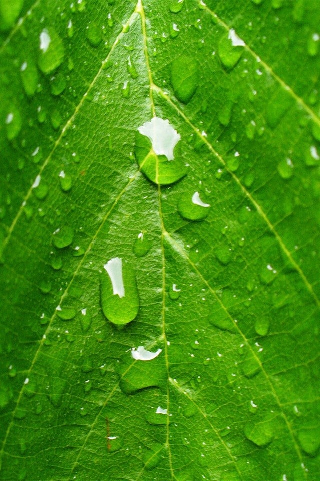 【iphone4 iphone4s 壁纸【创意】叶子水珠 leaf drops