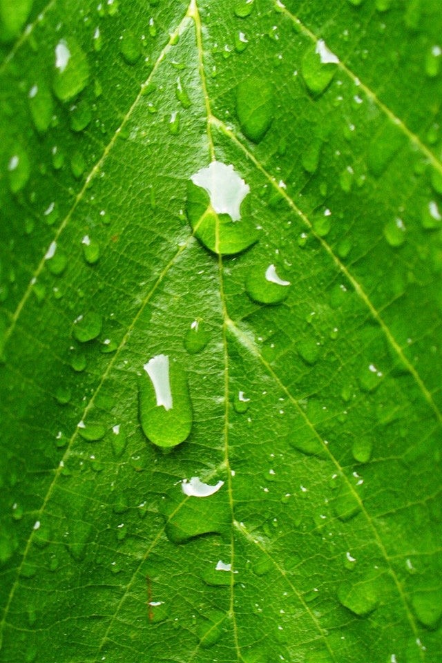 【iphone4 / iphone4s 壁紙】【創意】葉子水珠 - leaf drops