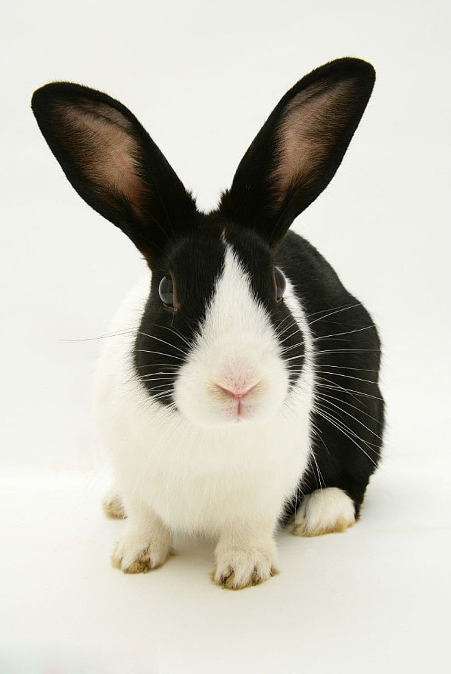 兔形目古兔亚科穴兔属荷兰兔