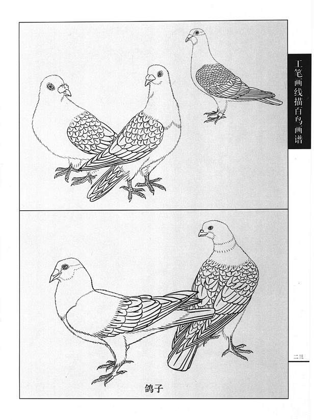 工笔画线描动物画谱之飞禽篇