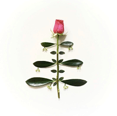 老付_23采集到Flower scape