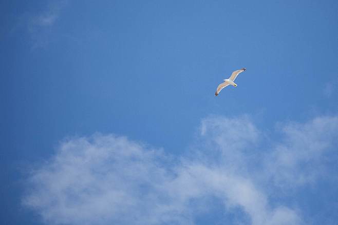 seagull — free as a bird free image download#蓝天##大雁#背景夏