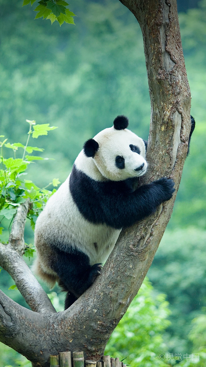 熊猫栖息地而且还被保护cl选定为全球25个生物多样性热点地区之一四川