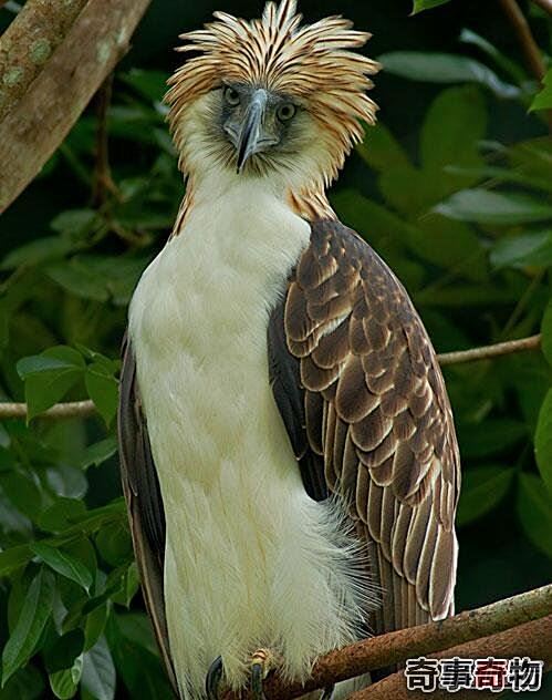 现今地球上最大的鹰菲律宾食猿雕翼展25米专杀猿猴奇事奇物