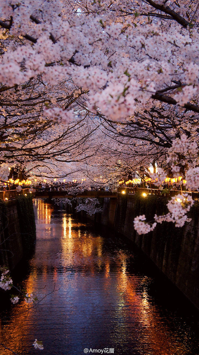 来自日本东京目黑川,著名的樱花祭。 source:g