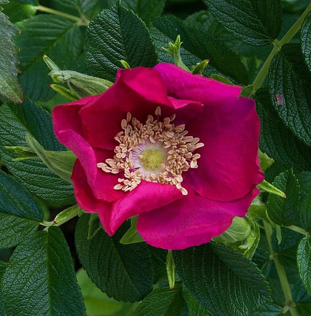 Rosa Rugosa Rubra by Carolyn Parker, via Flic