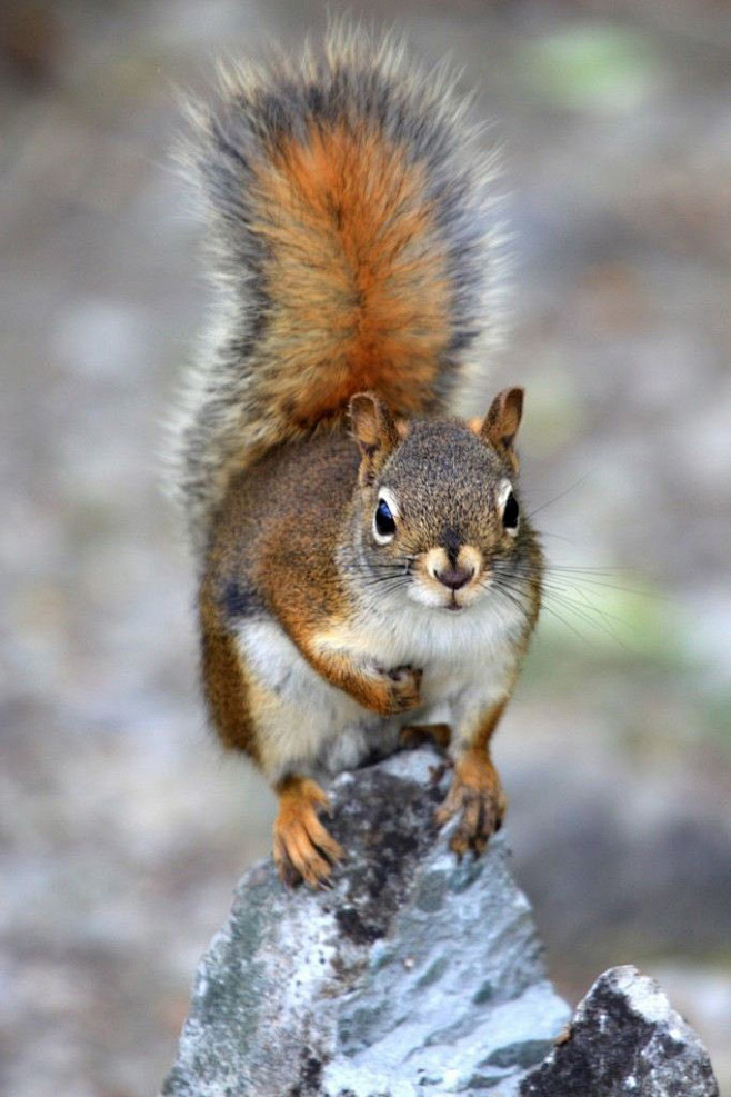 啮齿目松鼠亚目松鼠科松鼠属普通松鼠