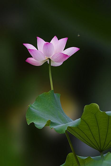 阿弥陀佛手上拿的莲花,就是你自己修的莲花.