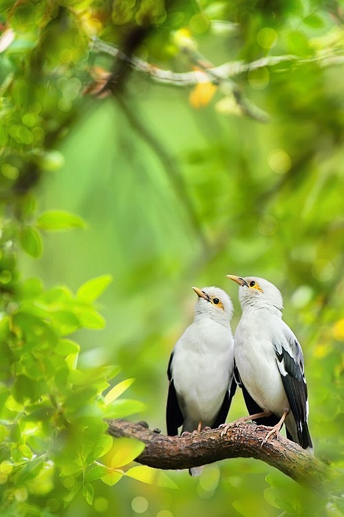 当幸福来敲门0000从非澄转采于2018-11-05 15:16:20比翼双飞鸟语花香