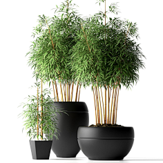EDWIN0040采集到植物