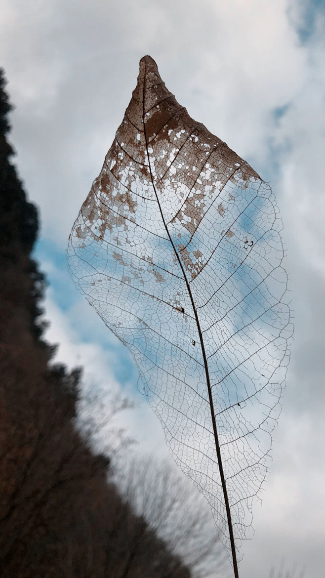 树叶脉络