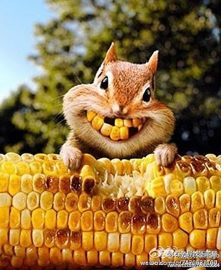 生命中不可承受的轻