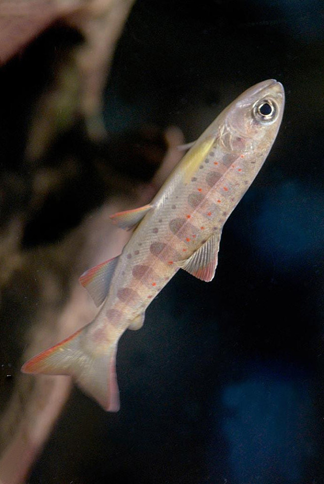 鲑形目鲑科淡水鲑鱼