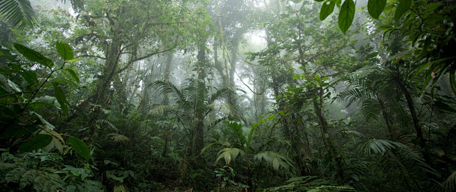 雨林树林
