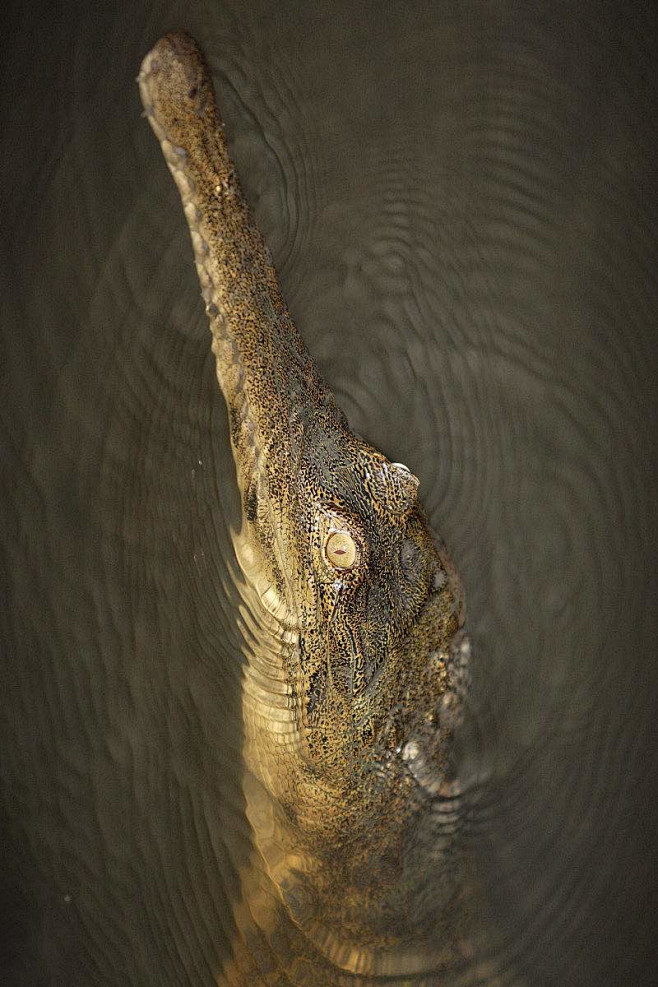 鳄目鳄科非洲狭吻鳄