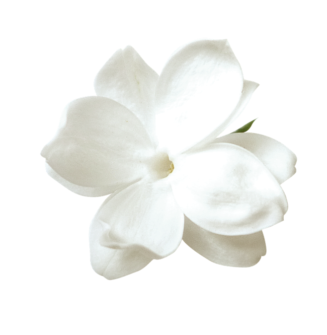 白色花花卉花朵png免扣透明素材图