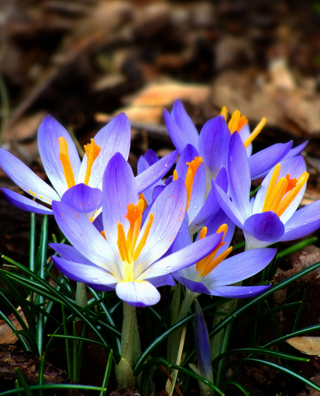 微距鲜花藏红花灬铃兰灬采集