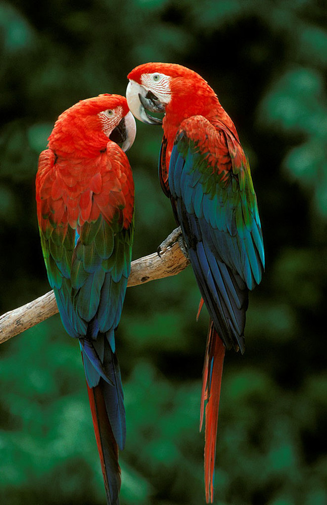 巴西国鸟金刚鹦鹉图片