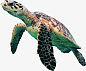 游泳的海龟png免抠素材_新图网 https://ixintu.com 游泳的 海洋动物 国家保护动物 海龟 褐色背部