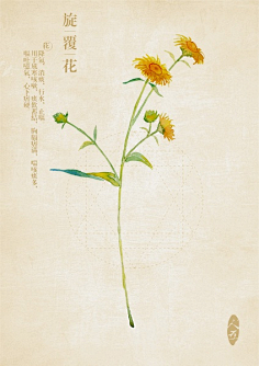 夏明采集到那些花儿