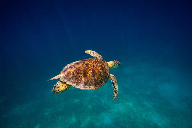 sea turtle 2