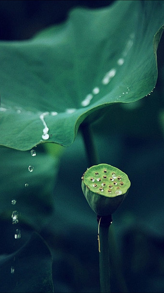 知識星球地產重案夏雨荷