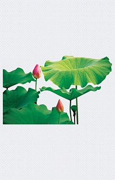 Aprildayddd采集到荷花
