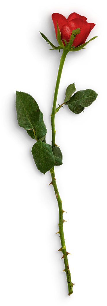 摄影真花玫瑰叶子png免抠410