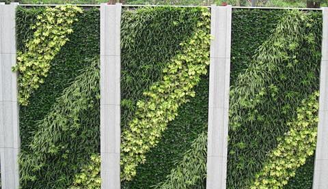 垂直绿化