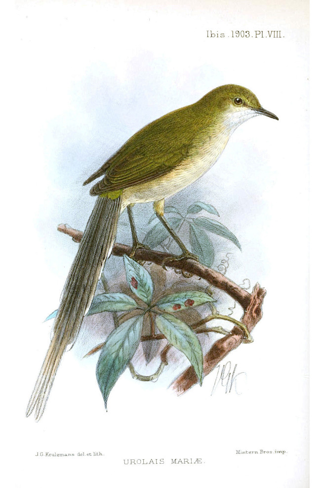 雀形目扇尾莺科绿长尾莺属绿长尾莺