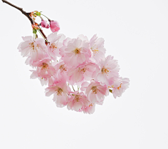 paddy_lee采集到那些花儿